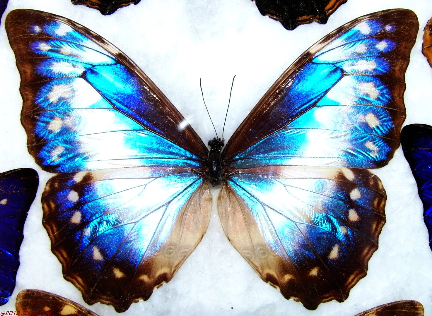 Morpho cypris 1